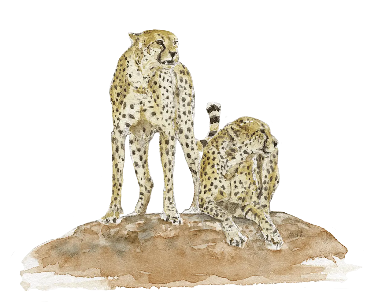 Cheetah Drawing