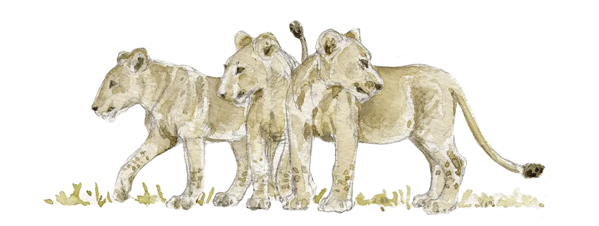 Lionesses Drawing