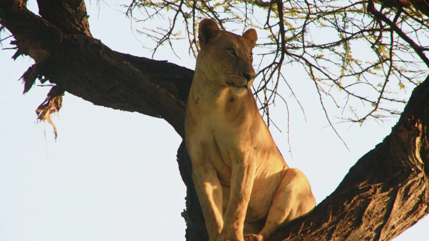 Gilly Meru Lion