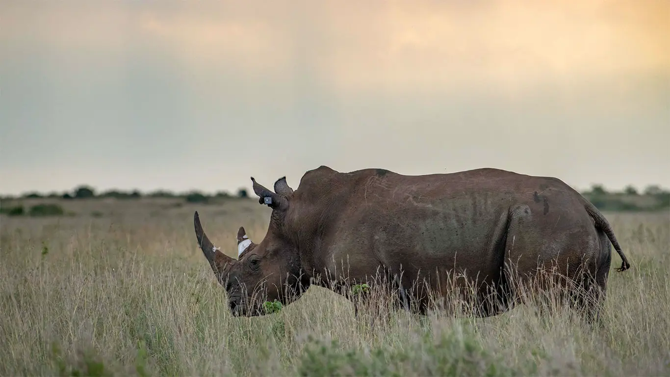Loisaba Rhino