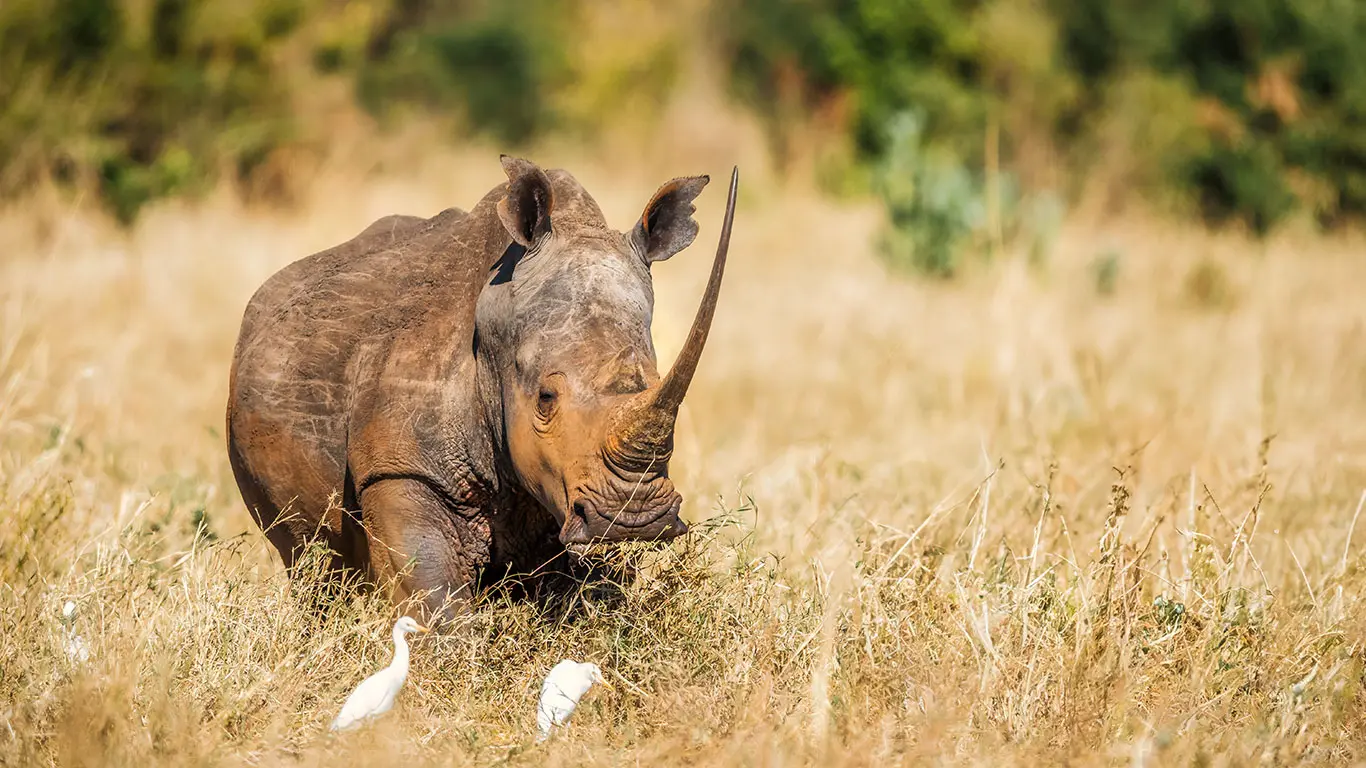 White Rhino