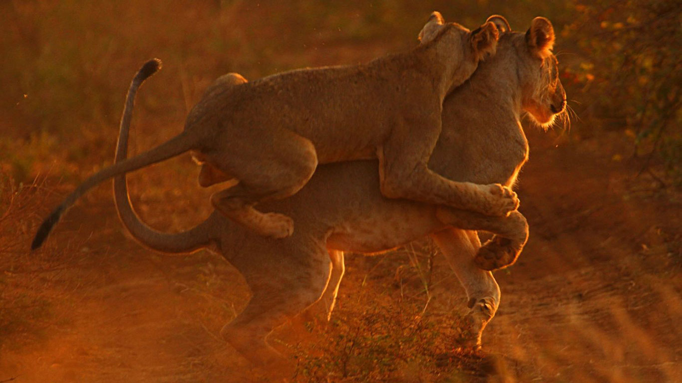 Elsas-Kopje-wildlife-lion