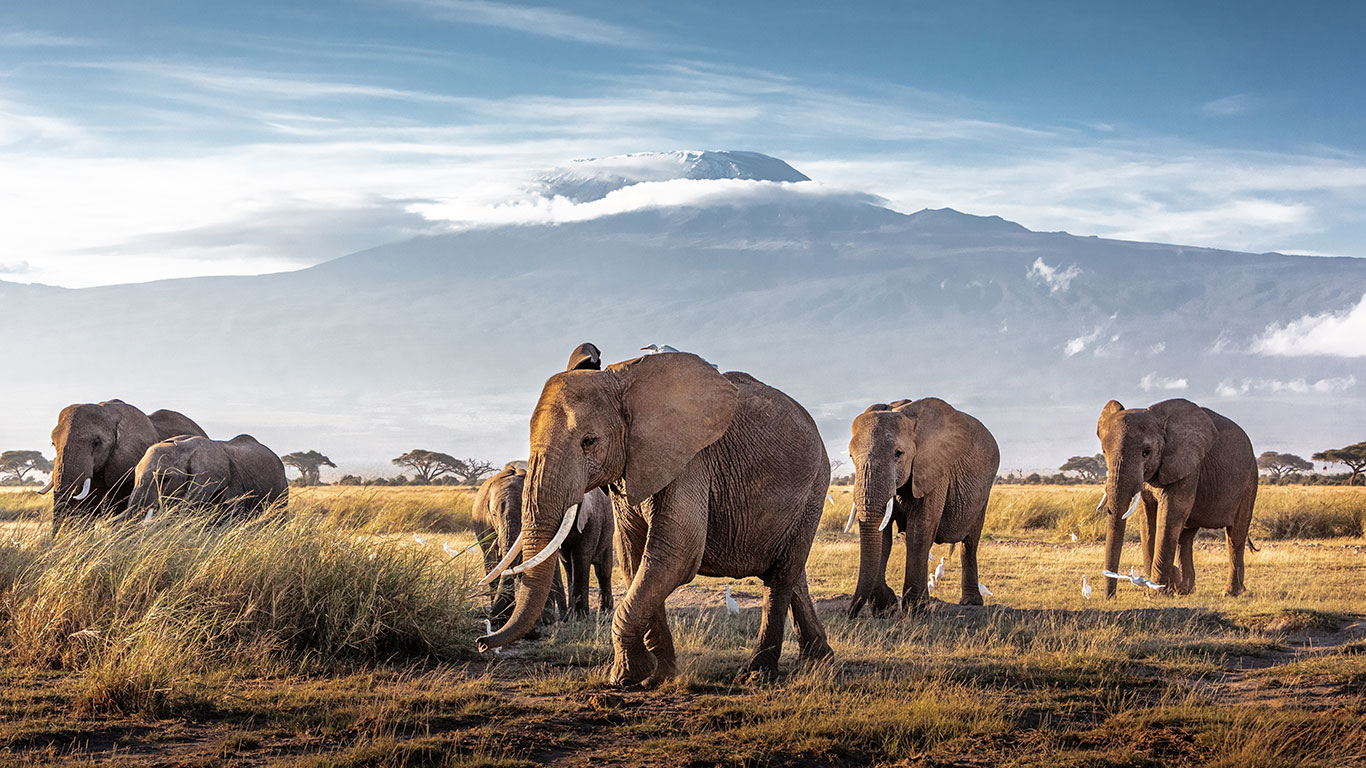 Elephants in Amboseli