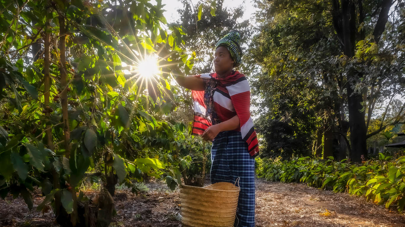 Arusha-Coffee-Lodge-Coffee-Picking