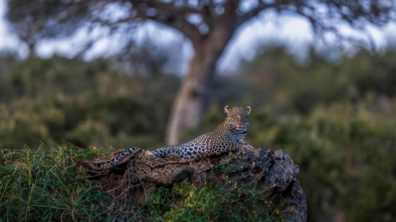 Loisaba-Leopard-resting