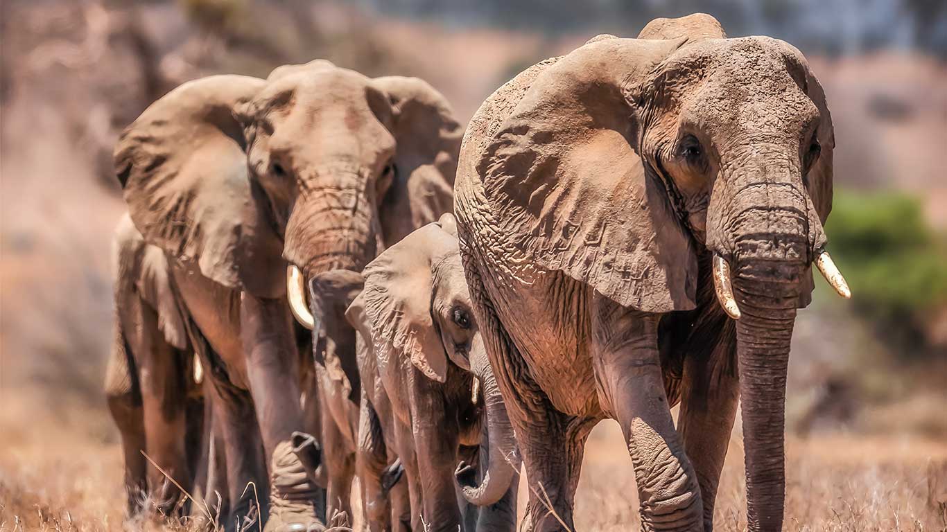 Tarangire-Elephants